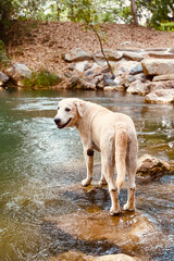 Obraz premium Labrador dog standing on the waterfall.
