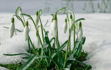 Schneeglöckchen, erste freudige Frühlingsboten der Natur. Unbeeindruckt von Schnee, Eis und Frost...