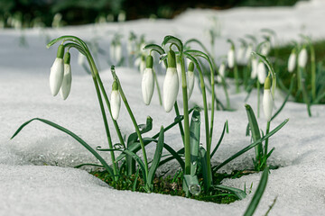 Schneeglöckchen, erste freudige Frühlingsboten der Natur. Unbeeindruckt von Schnee, Eis und Frost...