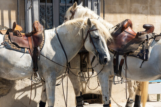 Chevaux de course camarguaise : la manade