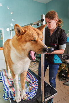 A woman drying a jawning dog in a pet salon.