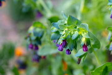 Cerinthe Major, a nectar rich annual easy to grow from seed © Larkspur