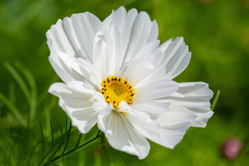 Cosmos bipinnatus 'Sonata White' a popular annual garden flower - obrazy, fototapety, plakaty