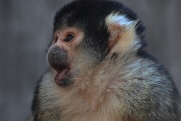 フンボルトペンギン,ペンギン,鳥類,泳ぐ,動物,白,黒,鳥,生物,動物園,かわいい,野鳥,自然,野生,くちばし,野生動物,可愛い,生き物,哺乳類,水辺,屋外,水族館,水槽,プール
