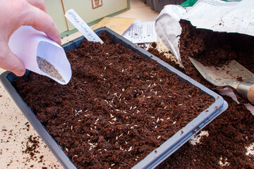 Sowing lettuce seed