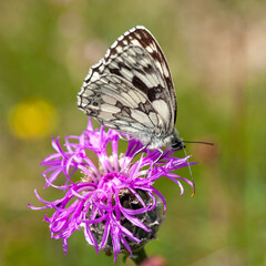 Marbled white butterfly feeding on knapweed flower