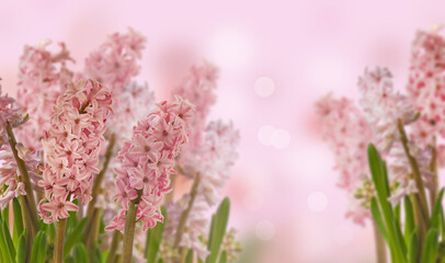 Pink hyacinth blur