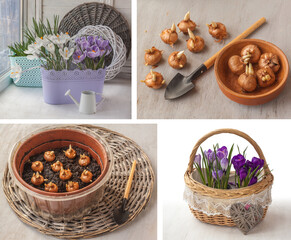 Crocus bulbs in a pot