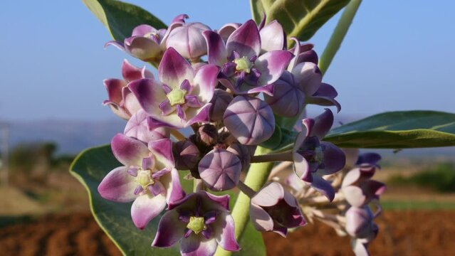 Closeup of Calotropis procera flowers blossom in the wind