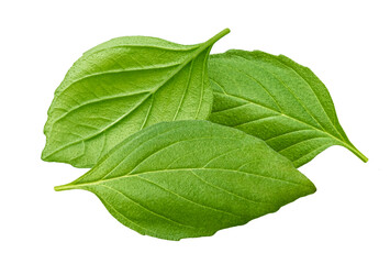 Basil leaves isolated on white background 