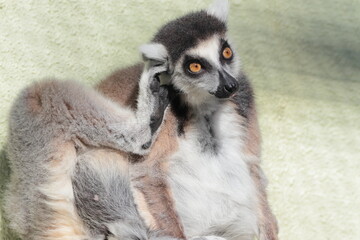 ワオキツネザル