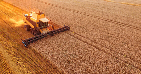 The harvester is working in the field. Harvesting wheat.
