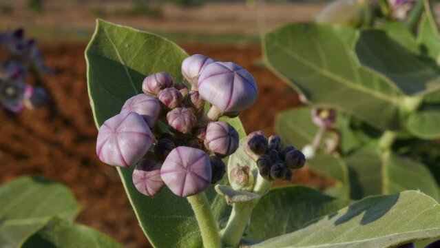 Closeup of Calotropis procera flowers blossom in the wind