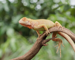 Iguana on the tree 
