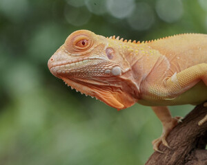 iguana on a tree