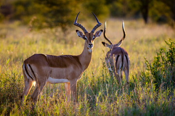 Impala or rooibok (Aepyceros melampus) male in veld. Mashatu, Northern Tuli Game Reserve. Botswana - obrazy, fototapety, plakaty
