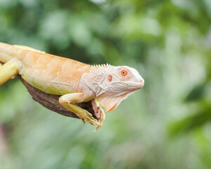 iguana on tree