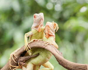Iguanas on the tree 