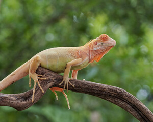 iguana on a tree