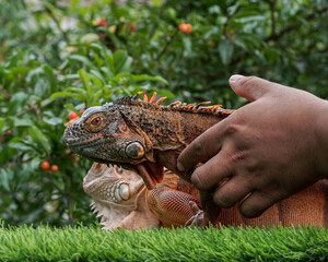 lizard on the palm