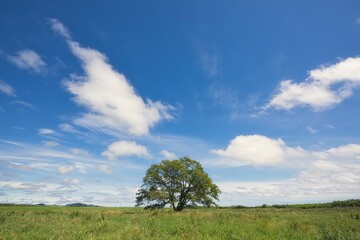 一本の大きな春楡の木夏の青空の景色