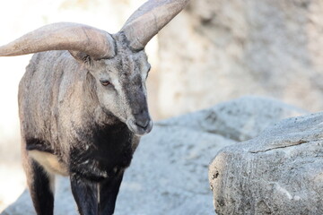 スーチョワンバーラル