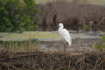 great white egret