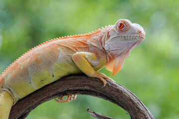 iguana on a branch