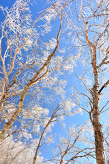 霧氷が美しい冬の群馬県赤城山