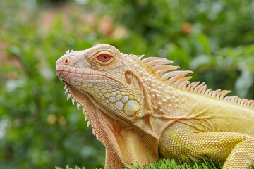 close up of a iguana
