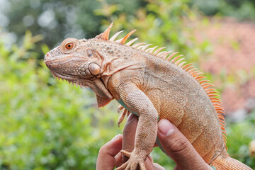 iguana on a tree