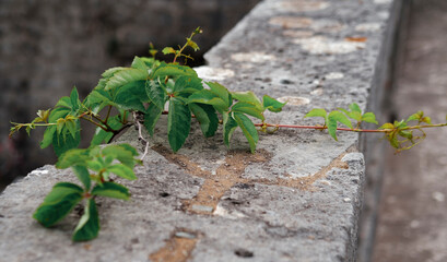 wild grape weeds outdoor plant growing on stone old ancient stairs