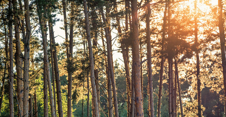 Fototapeta na wymiar Pine forest at dawn. The morning rays of the sun illuminate the tree trunks.