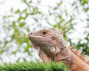 iguana on a tree