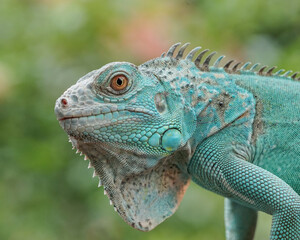 iguana on a branch