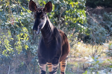 マーラ, 動物, 小動物, 哺乳類, ねずみ, 動物園, 飼育, かわいい, 屋外, 日光, 野生動物, 自然, 野生, 生き物, げっ歯目, 毛並み, 茶色, 陸上動物, 陸の哺乳類, 生物, 可愛い  © kosumi