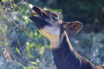 マーラ, 動物, 小動物, 哺乳類, ねずみ, 動物園, 飼育, かわいい, 屋外, 日光, 野生動物, 自然, 野生, 生き物, げっ歯目, 毛並み, 茶色, 陸上動物, 陸の哺乳類, 生物, 可愛い  © kosumi