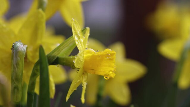 Daffodil flowers with water drops in garden