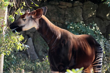 マーラ, 動物, 小動物, 哺乳類, ねずみ, 動物園, 飼育, かわいい, 屋外, 日光, 野生動物, 自然, 野生, 生き物, げっ歯目, 毛並み, 茶色, 陸上動物, 陸の哺乳類, 生物, 可愛い  © kosumi