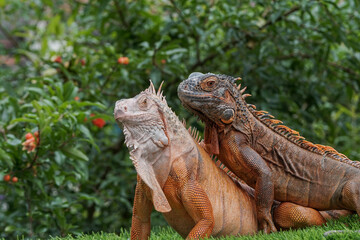 Couple iguana