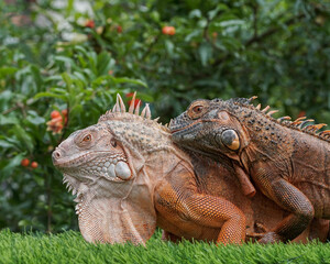 iguana in the zoo