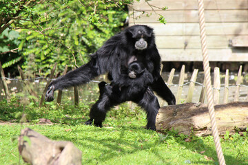 in a zoo in lille (france)