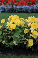 Yellow garden roses against a background of blurred red roses vertical orientation