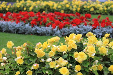 Two rows of yellow roses and one row of red roses with a blurred background