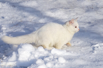 Fototapeta na wymiar White fluffy cat unnoticed quietly moves in snow