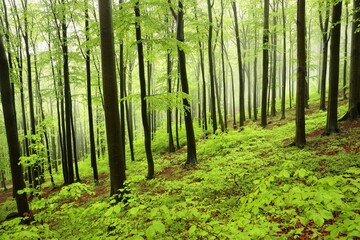 Beech trees in spring forest on a mountain slope in foggy, rainy weather 