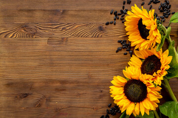 Yellow sunflowers with black seeds. Harvest season background