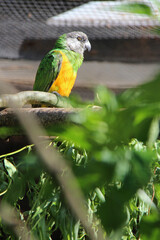 senegal parrot in a zoo in lille (france)