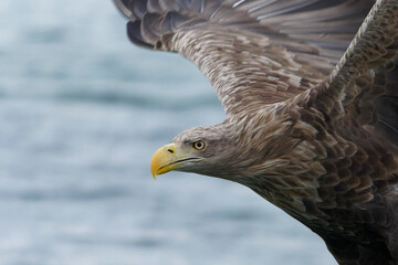 White-tailed eagle (haliaeetus albicilla)