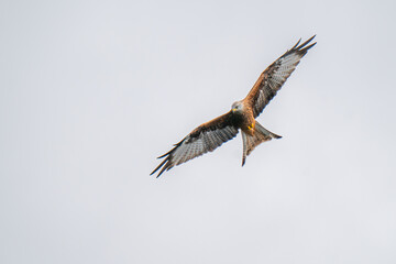 red kite 